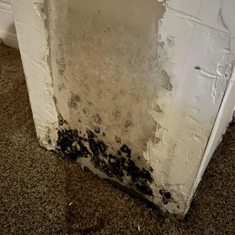Professional Mold Removal in Carrington, ND